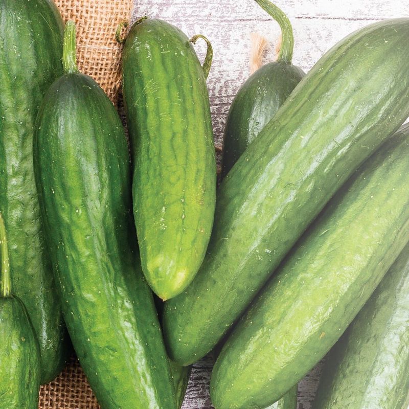 Cucumber