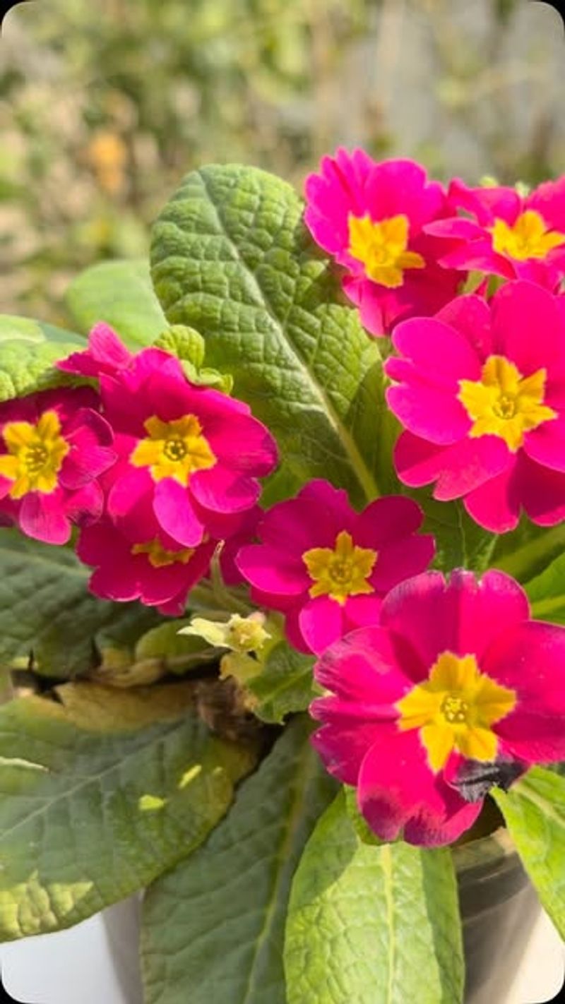 Delicate Primroses
