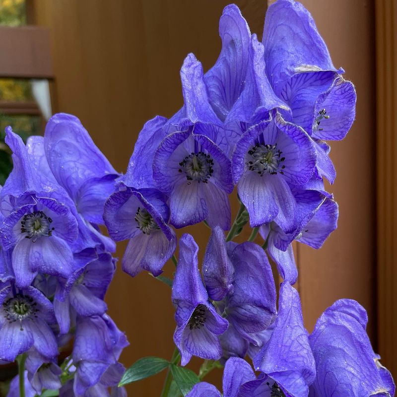 Majestic Monkshood
