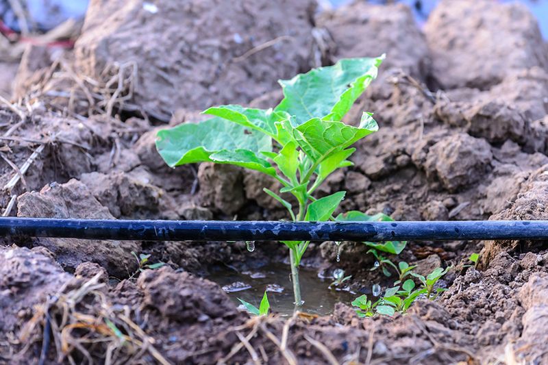 Apply Water-Retaining Polymers