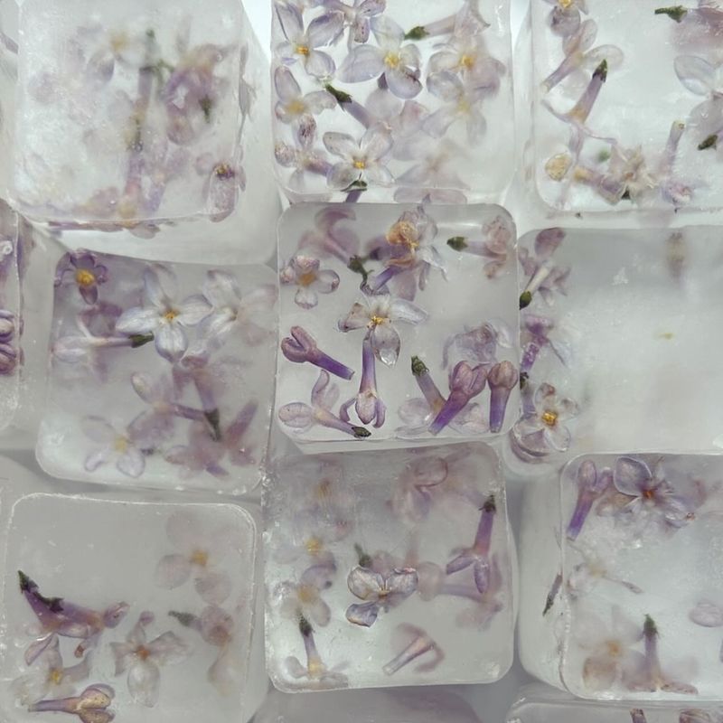 Freeze Lilacs In Ice Cubes For Special Occasions