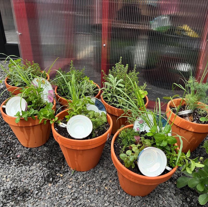 Join Local Garden Clubs For Plant Swaps
