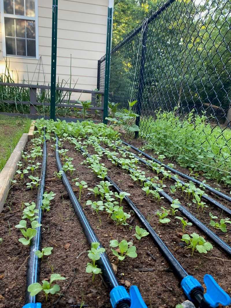 Master The Art Of Succession Planting