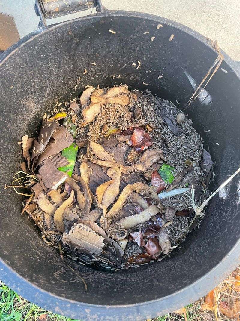 Compost Kitchen Scraps