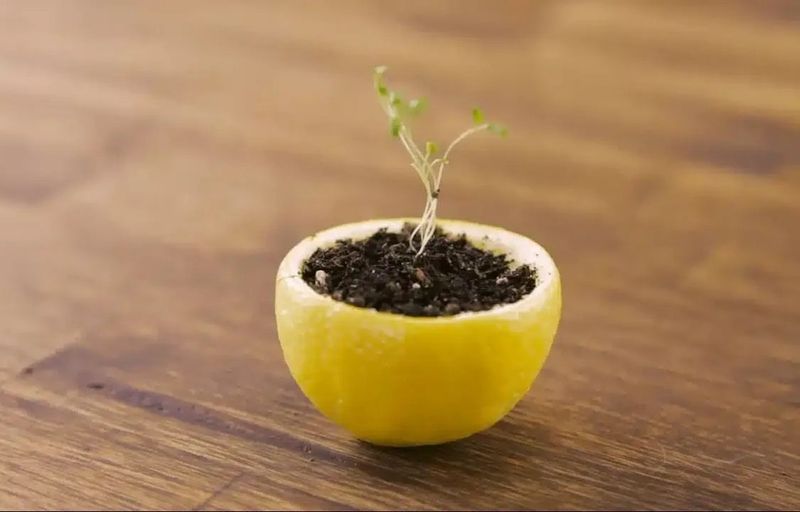 Citrus Peel Pest Control