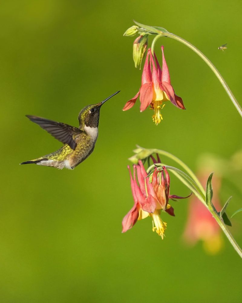 Wild Columbine