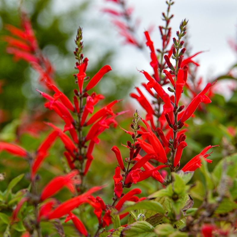 Pineapple Sage