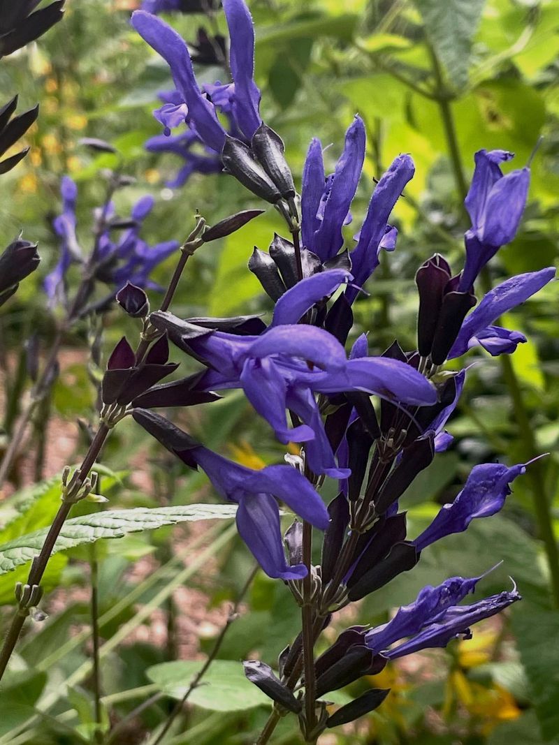 Salvia