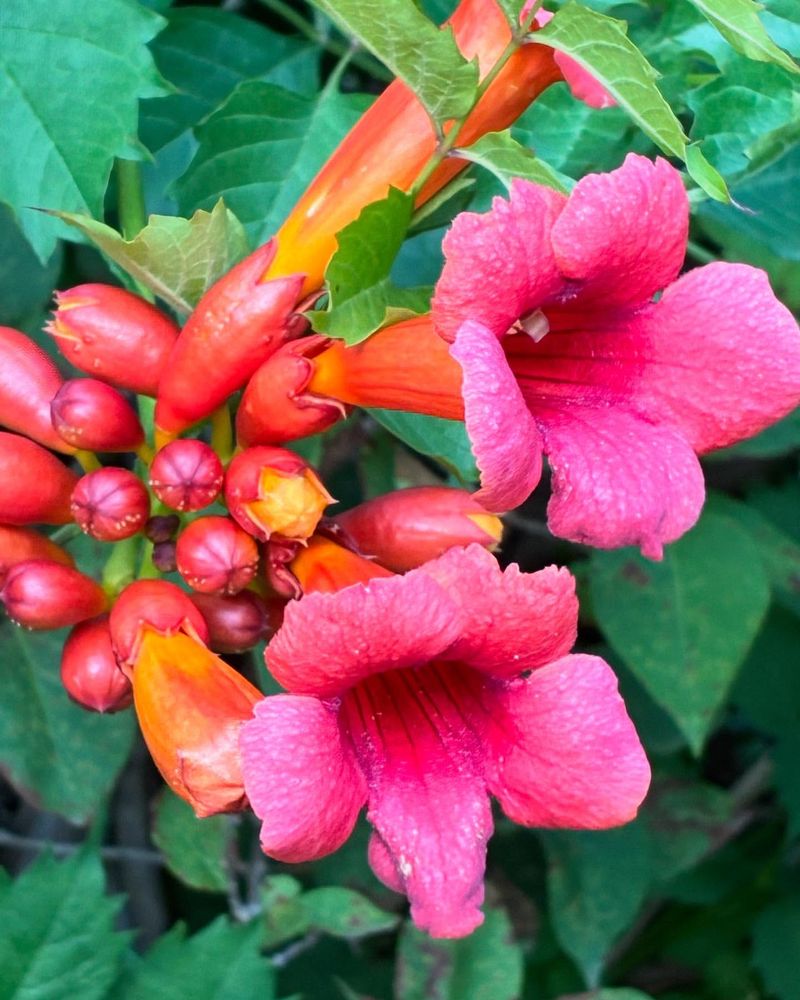 Trumpet Vine