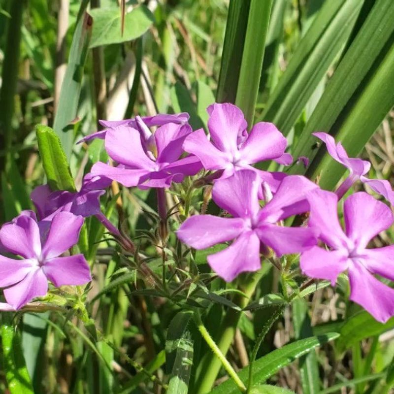 Prairie Phlox