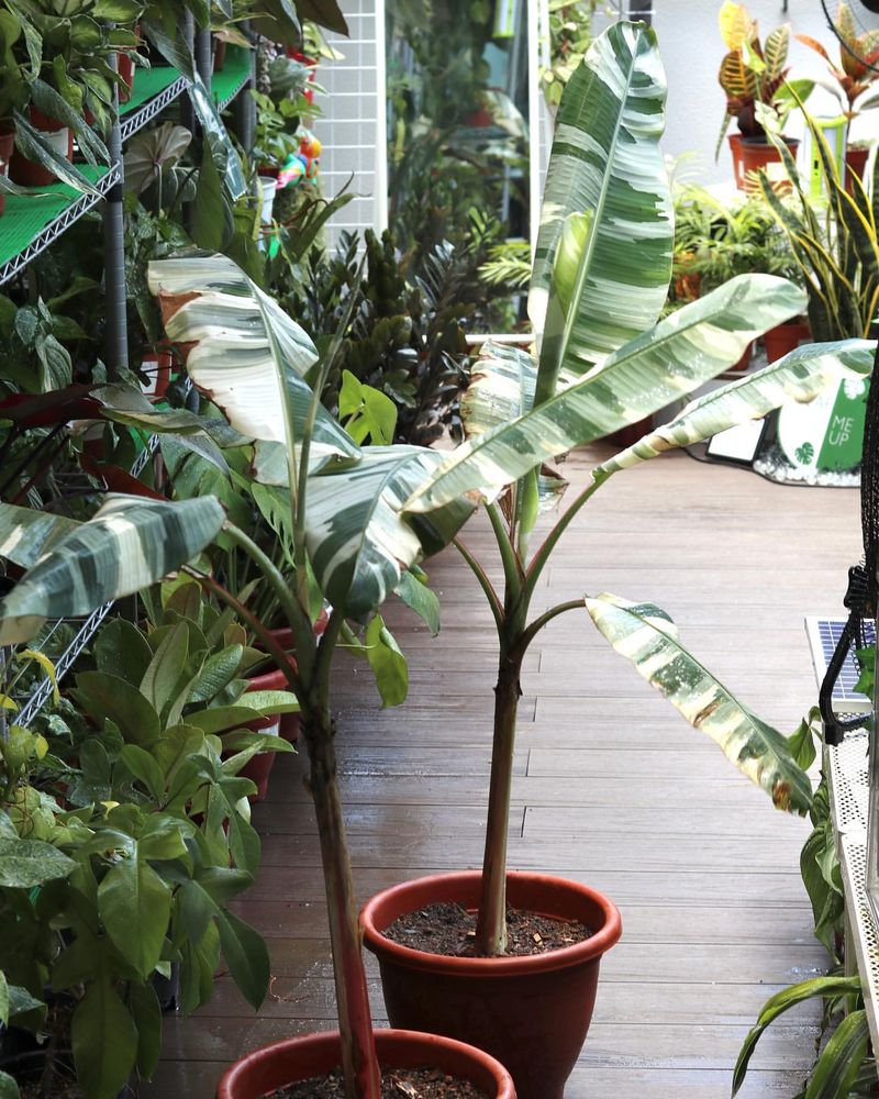 Banana Plant