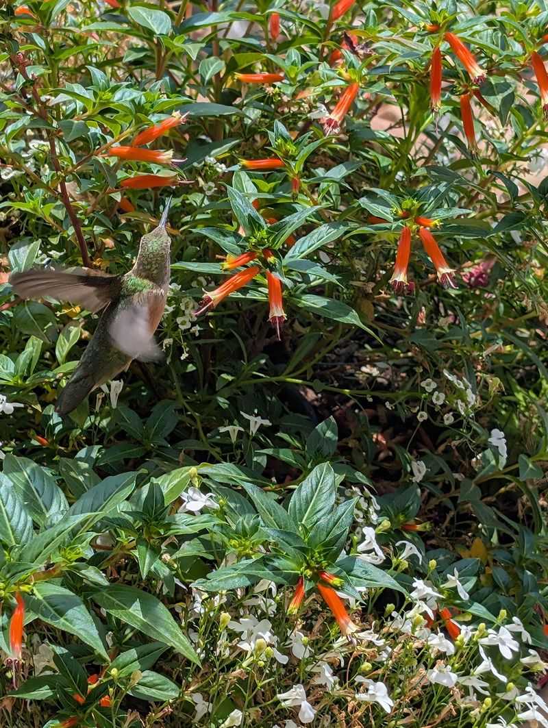 Cigar Plant