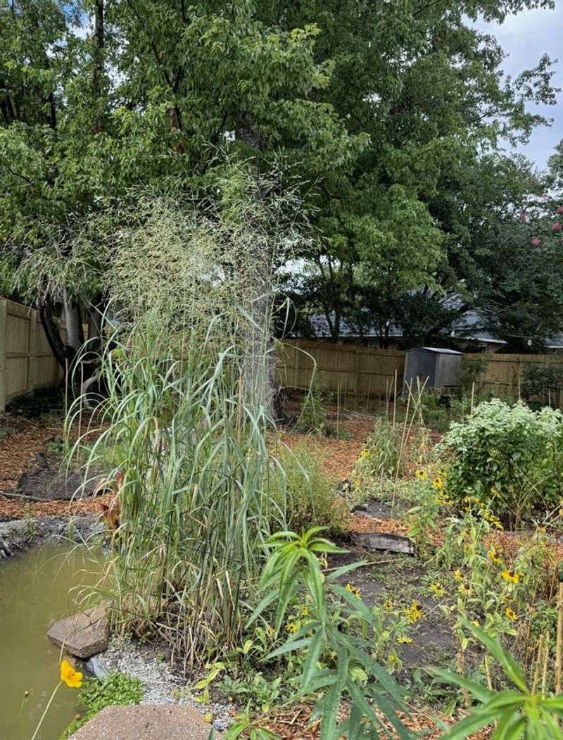 Switchgrass (Panicum virgatum)