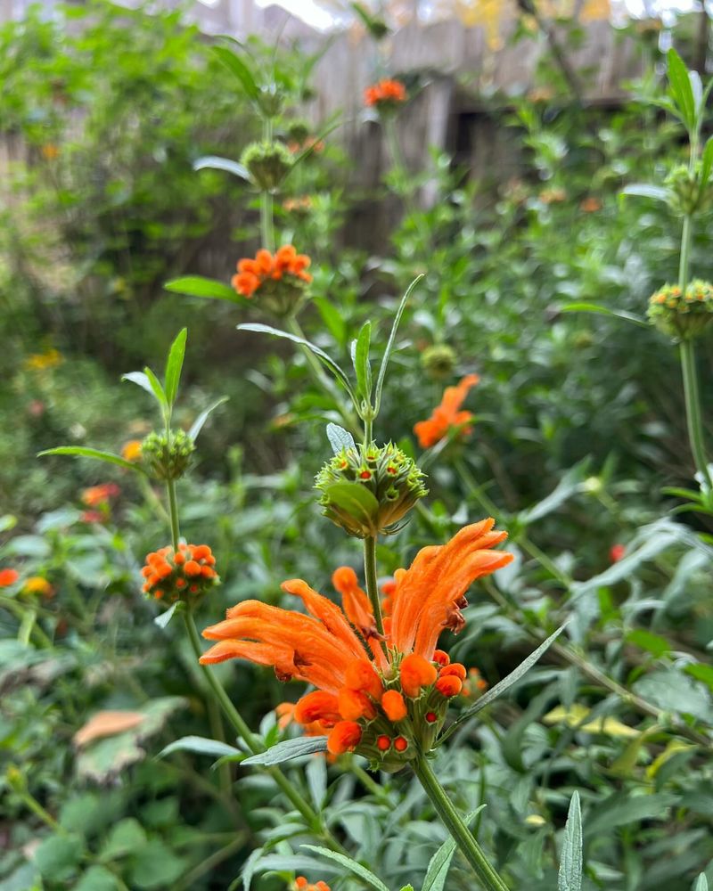 Lion's Tail (Leonotis leonurus)