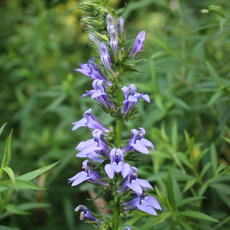 Great Blue Lobelia (Lobelia siphilitica)