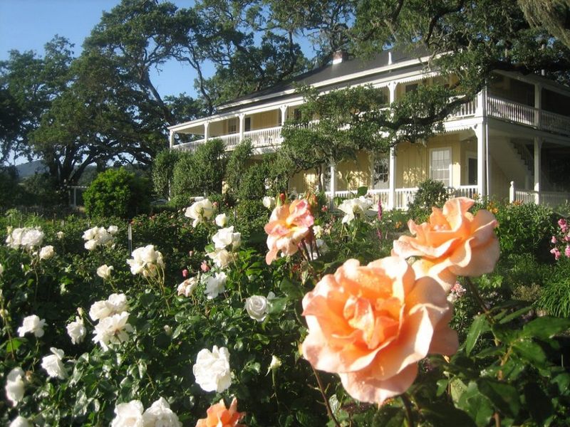 Glen Ellen's Historic Rose Collections