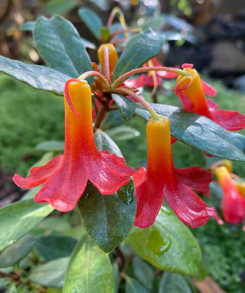 Asian Collection Features Rare Himalayan Species