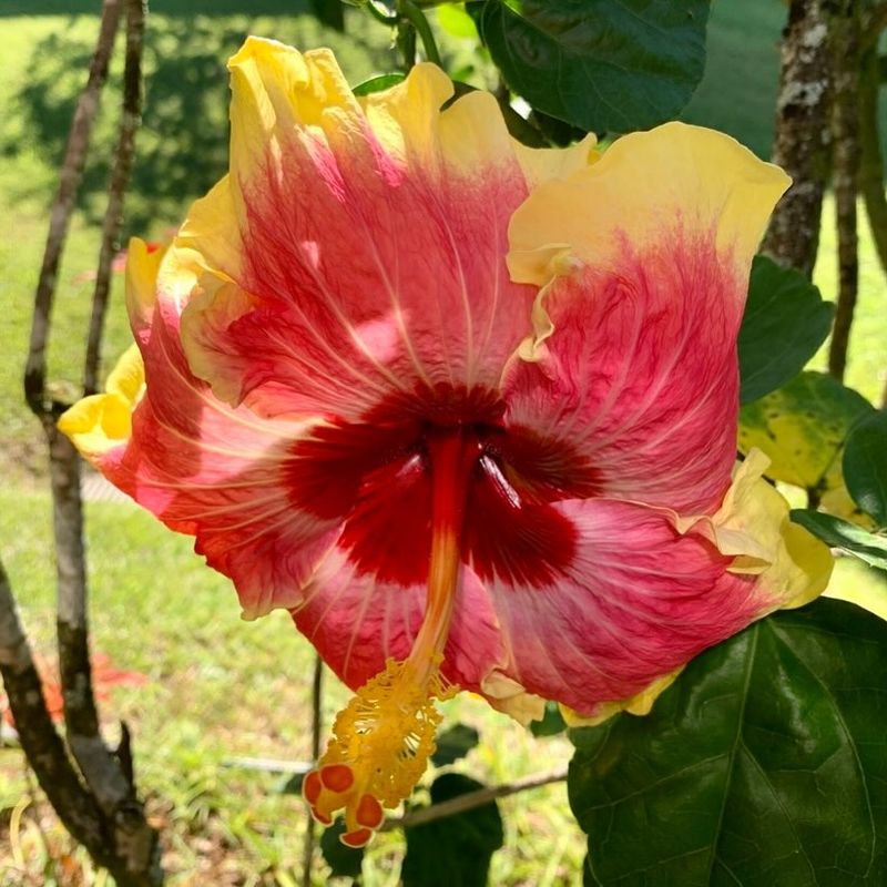 Tropical Hibiscus (Hibiscus rosa-sinensis)