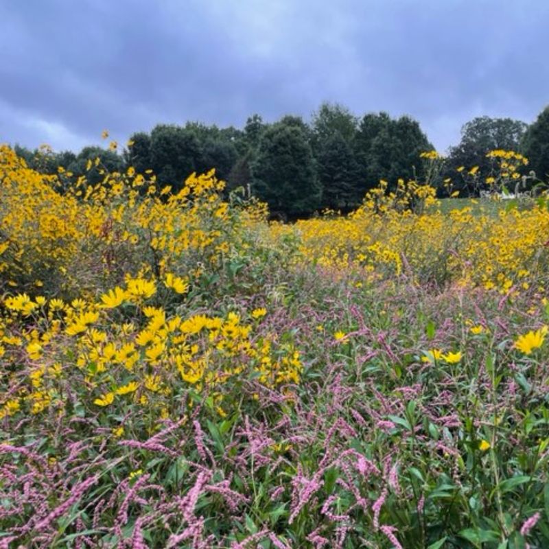 Piedmont Prairie