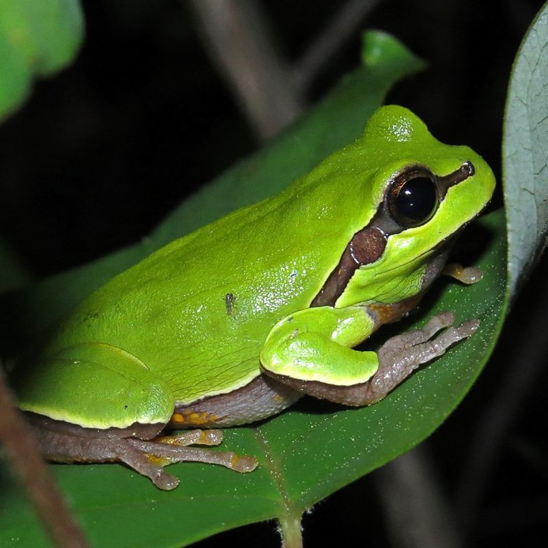 Pine Barrens Tree Frog