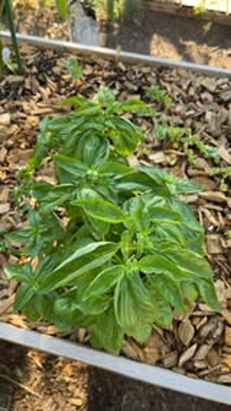 Basil Pinching