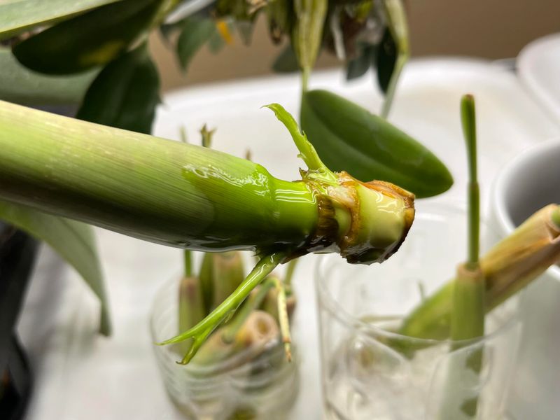 Lemongrass Stalks