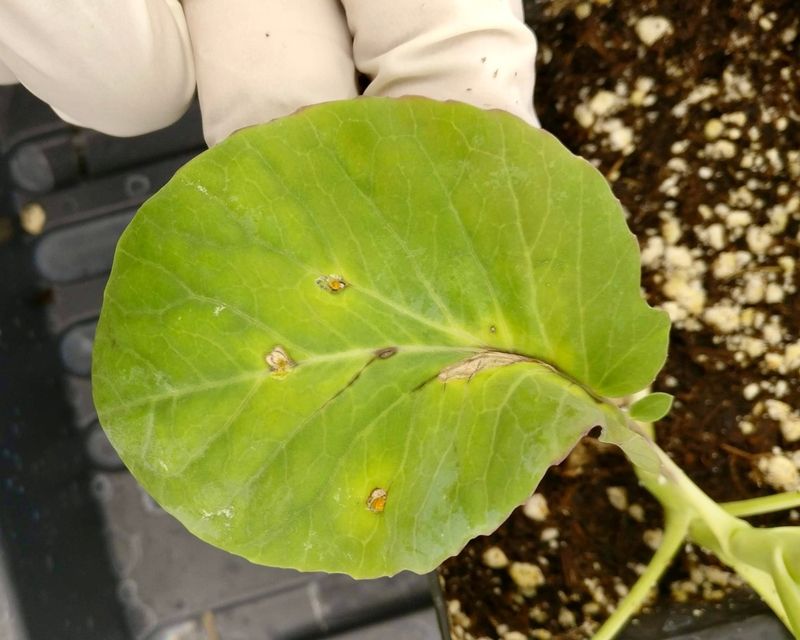 Brassicas With Black Rot