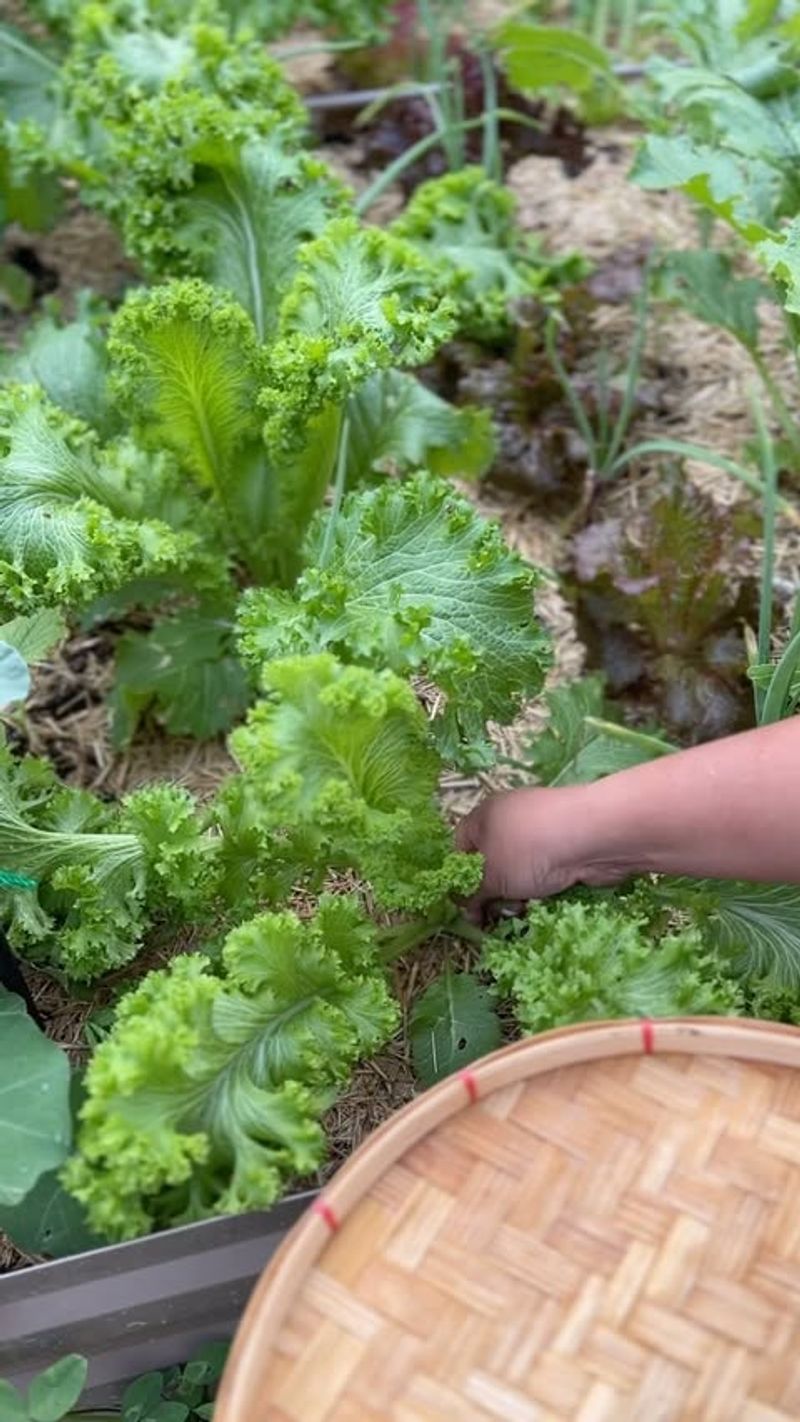 Mustard Greens