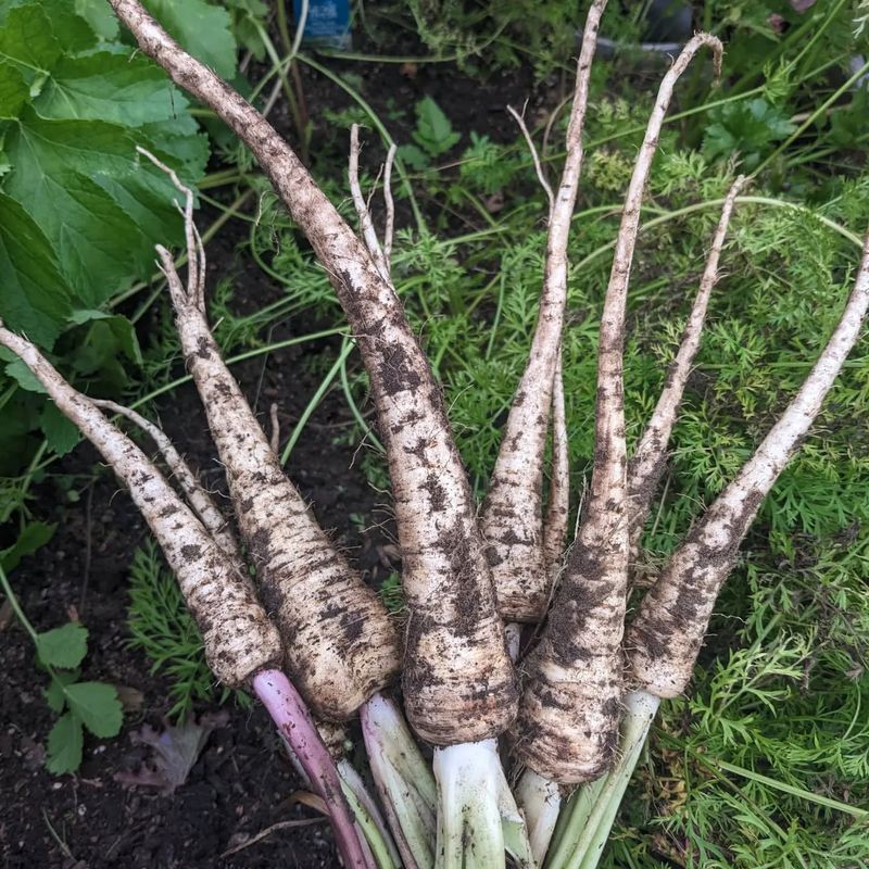 Parsnips