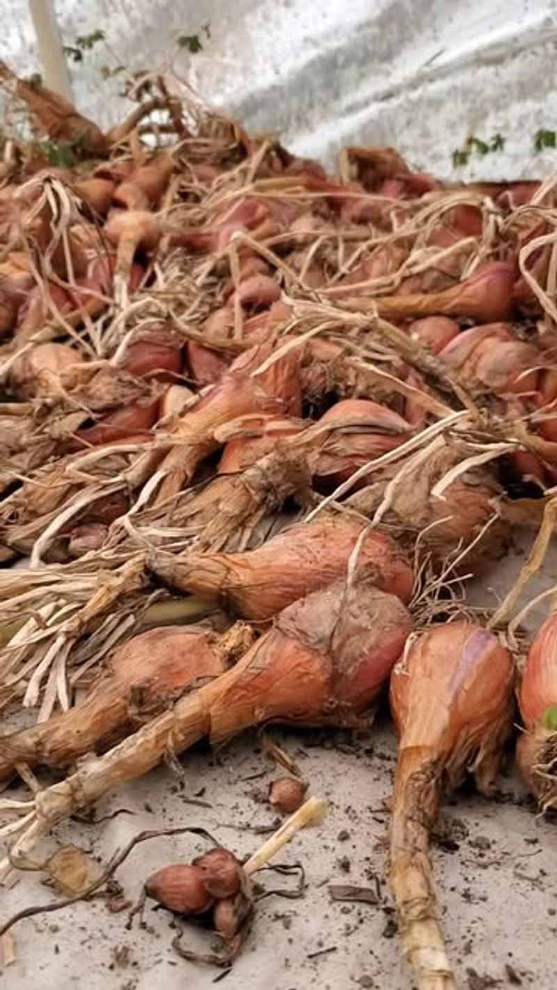 Onions