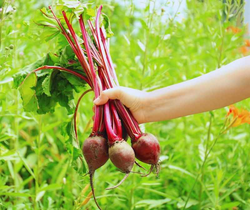 Beets