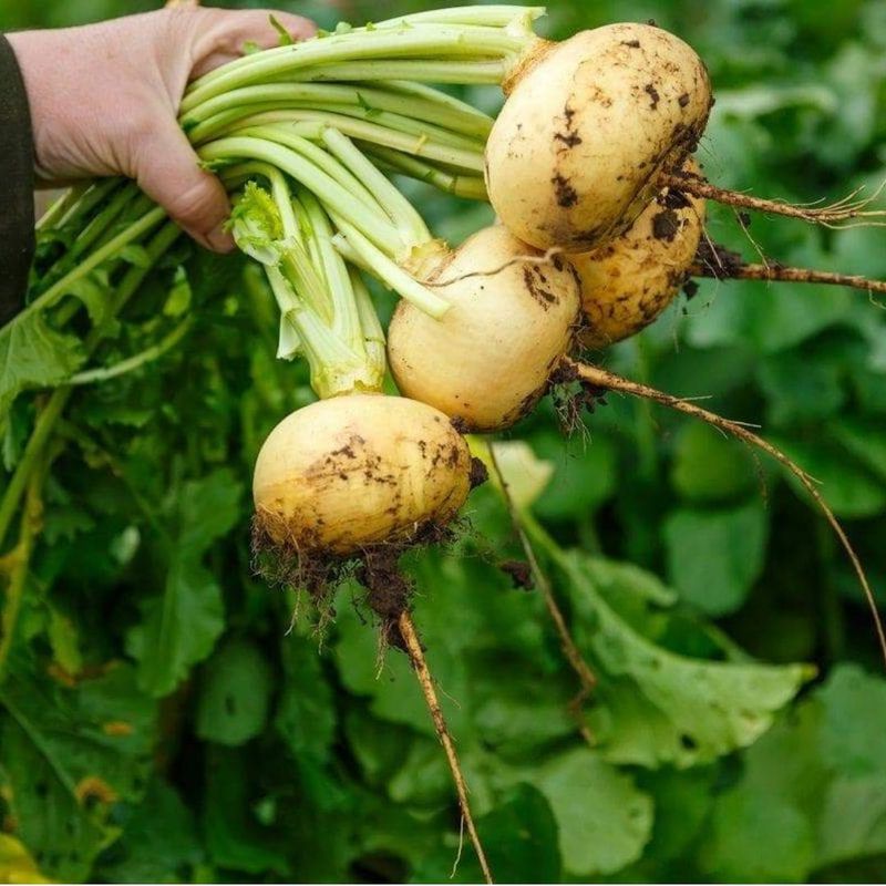 Turnips