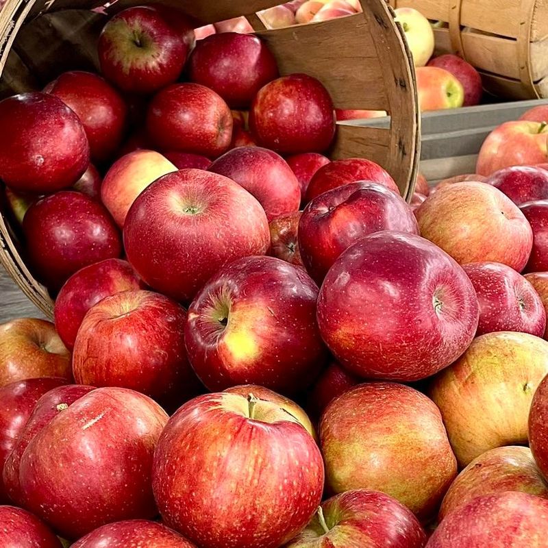 Apples: Maine's Pride