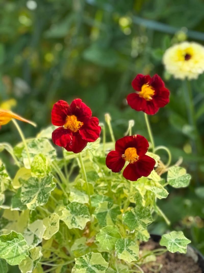 Nasturtiums Bloom Profusely