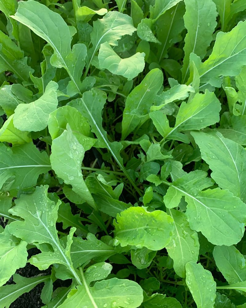 Arugula Greens