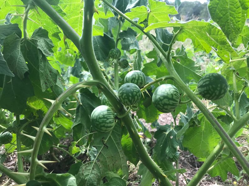 Tropical Soda Apple: The Prickly Problem