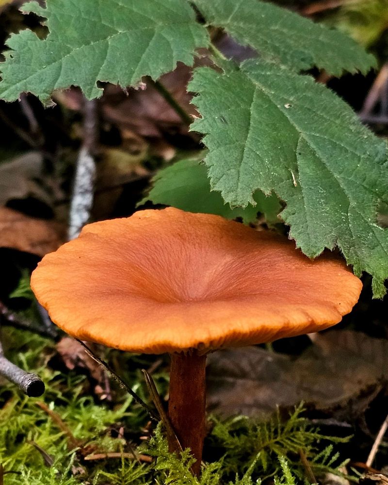 Candy Cap Carnivore (Lactarius rubidus)