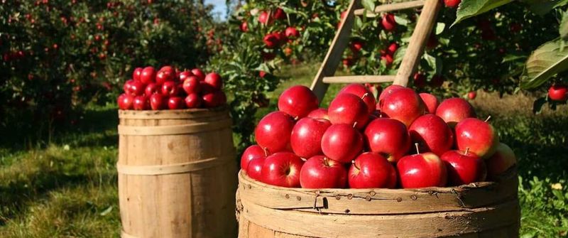 Brewster's Riverside Apple Haven