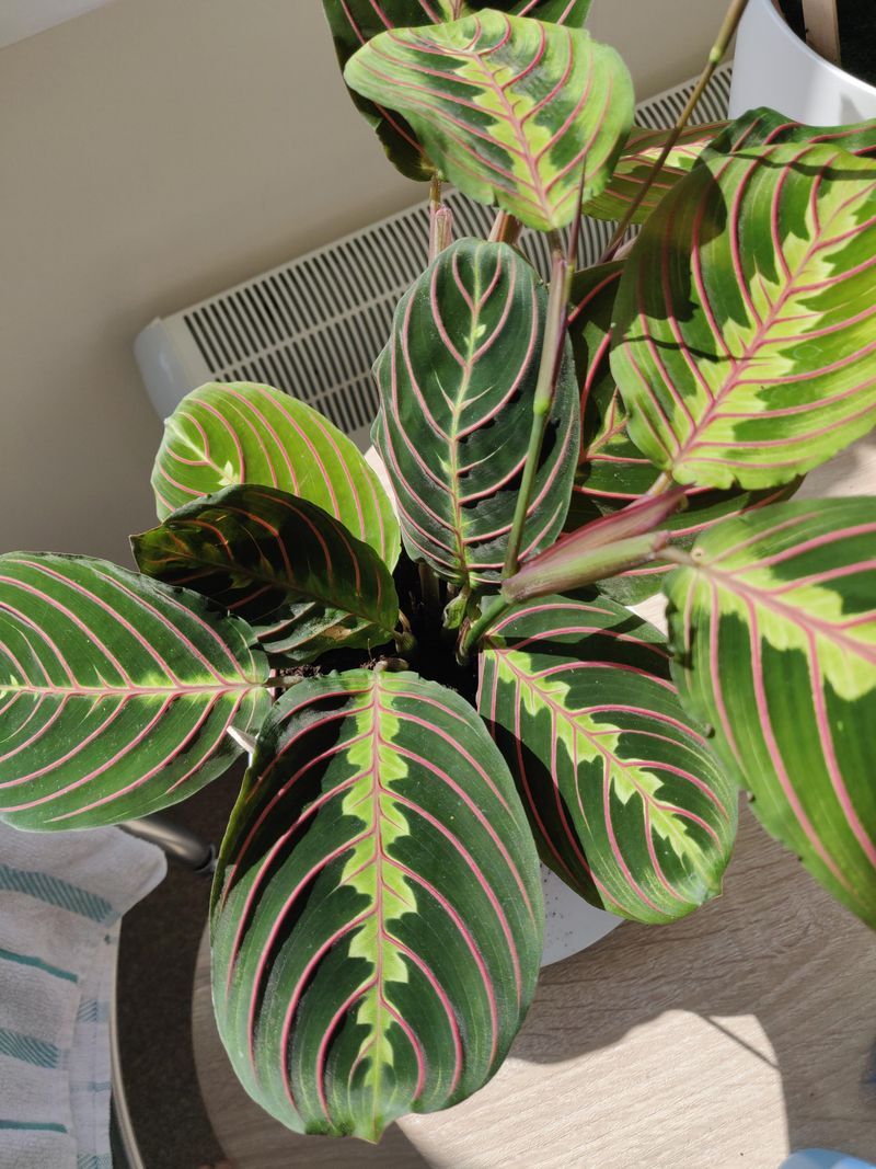 Prayer Plant (Maranta leuconeura)