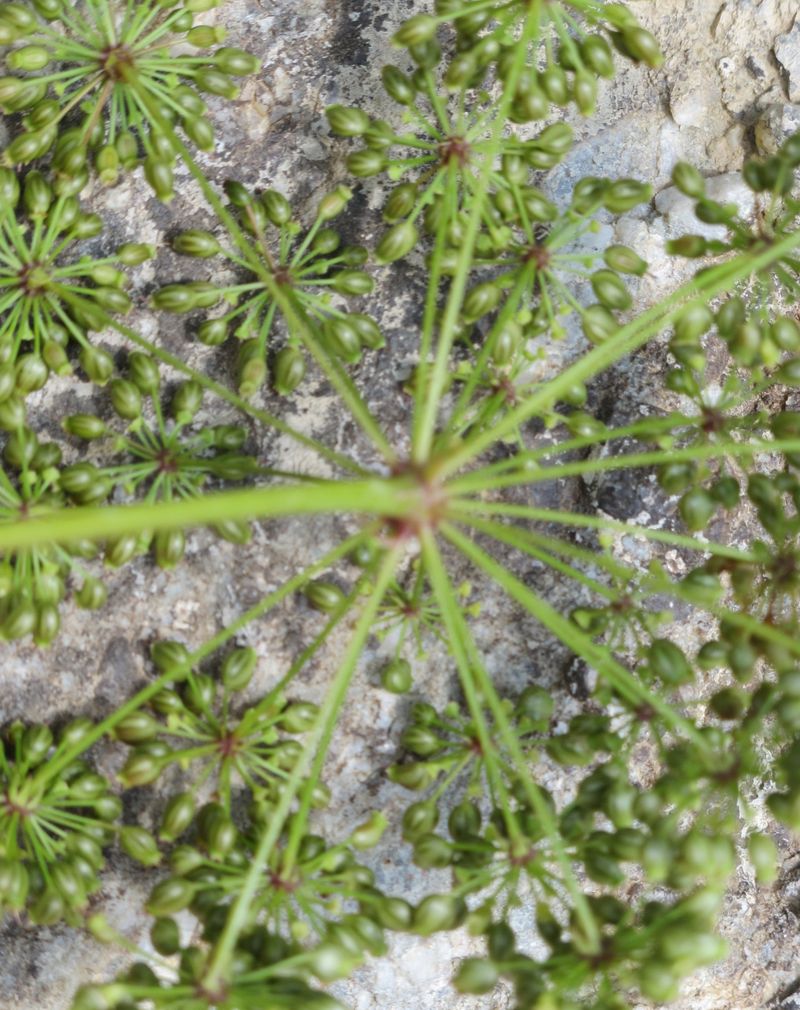 Water Hemlock