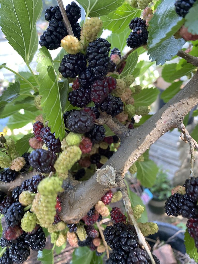 Mulberry's Messy Assault