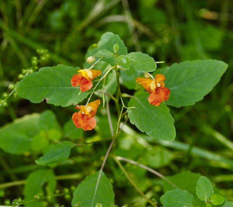 Jewel Weed