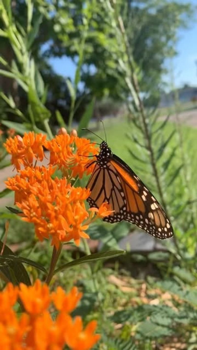Butterfly Weed
