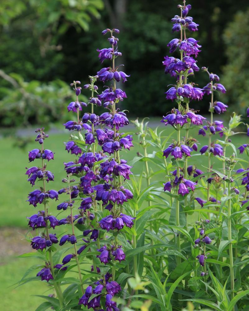 Penstemons