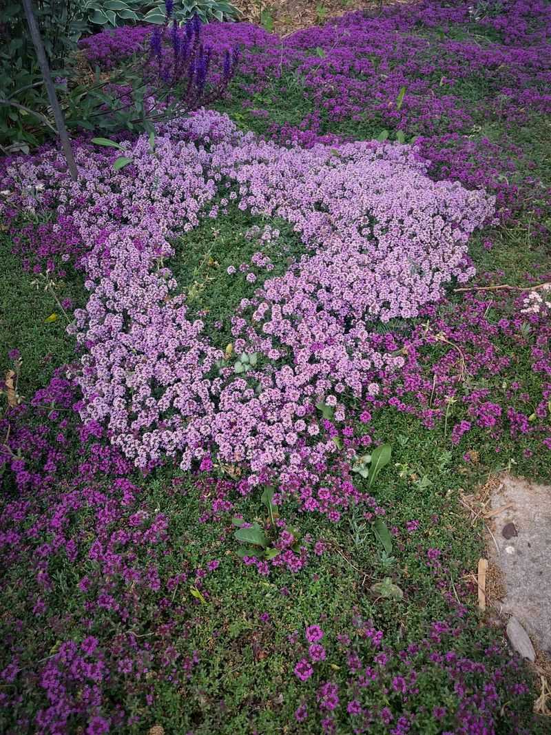 Thyme: Tiny Leaves With Mighty Repelling Power