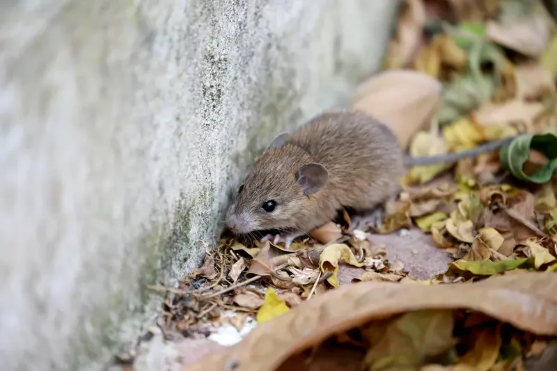 Wormwood: The Powerful Mouse Repellent