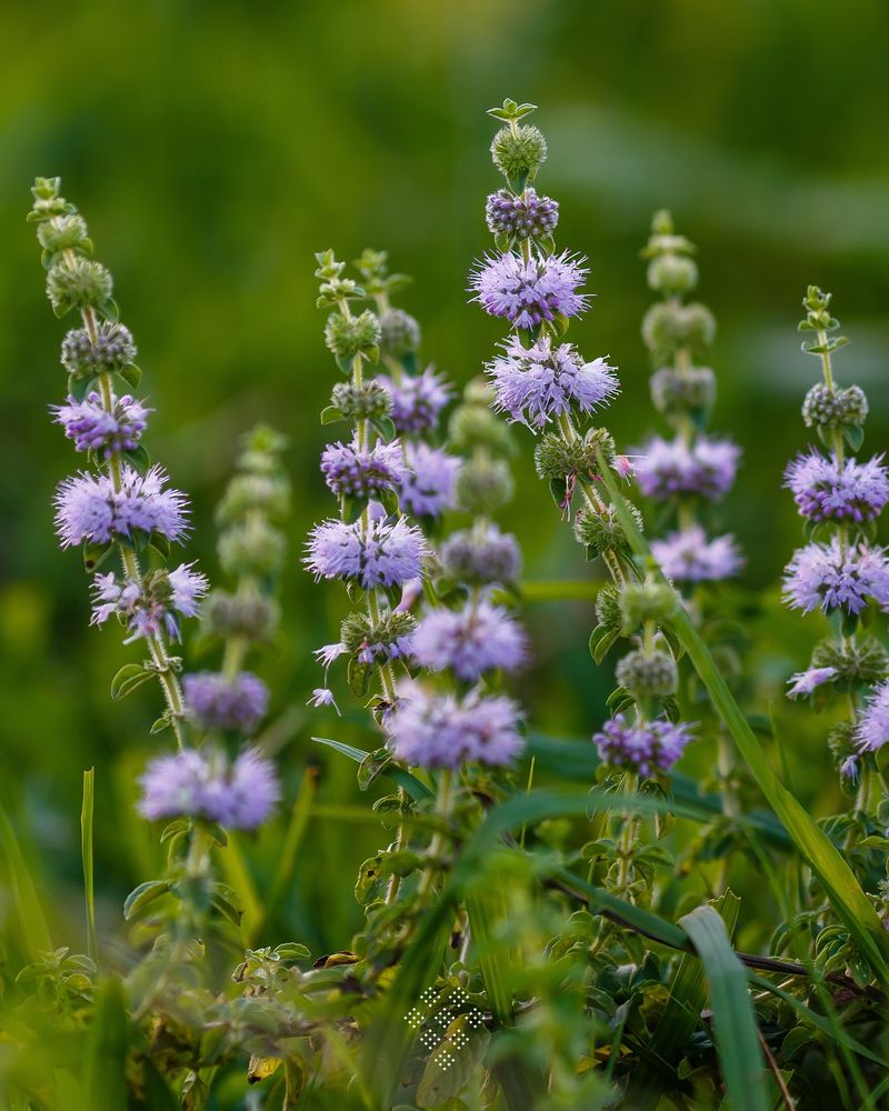 Pennyroyal