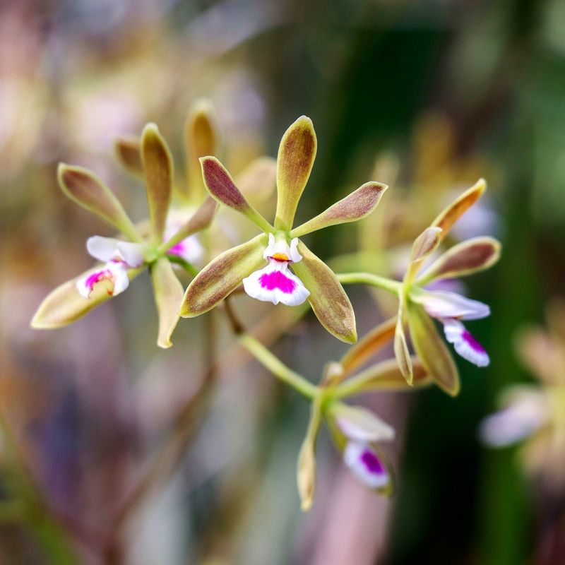 Native Florida Orchid Trail