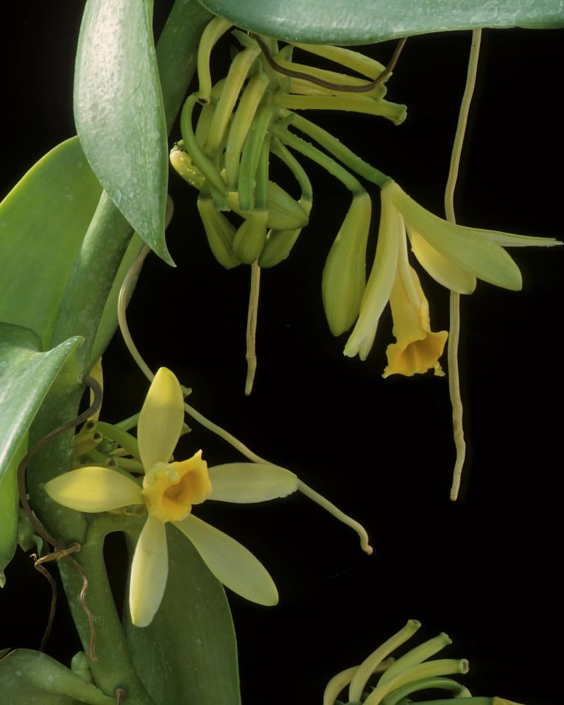 Vanilla Orchid