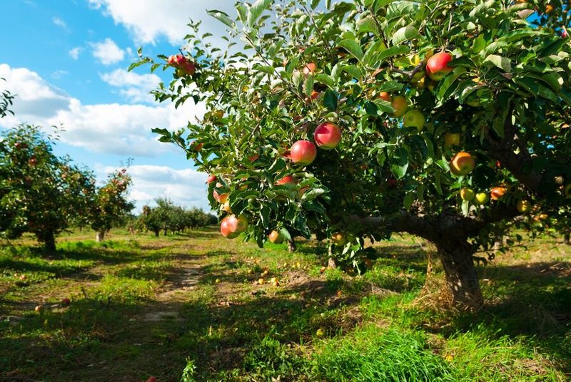 Warwick's Apple Country Flower Sanctuary